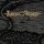Acciaio Vincente -AXV-
